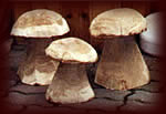 Holz-Pilze