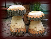 Holzpilze